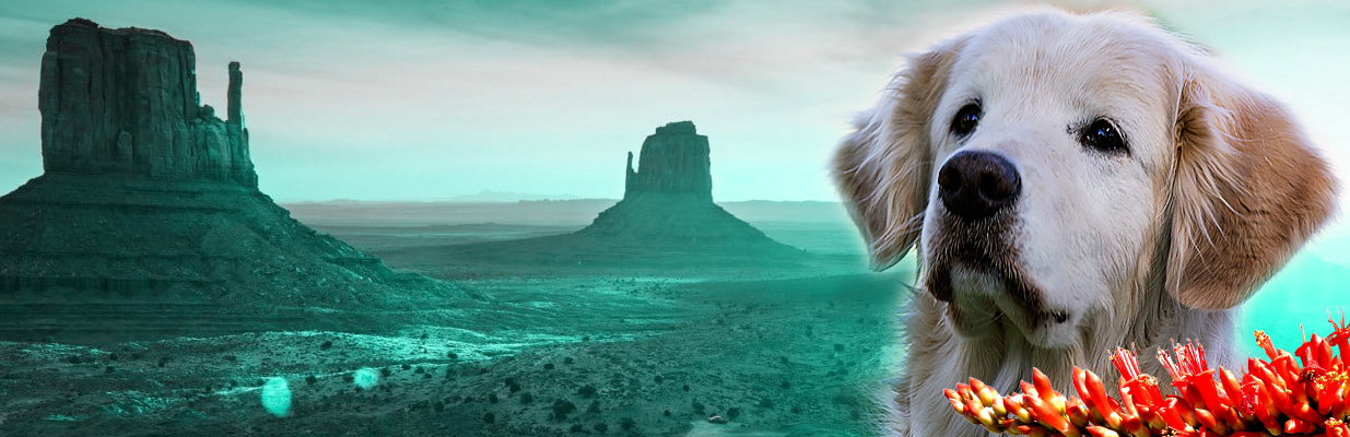 A beautiful Golden Retriever sitting in a field of flowers.